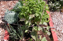 3-foot container garden